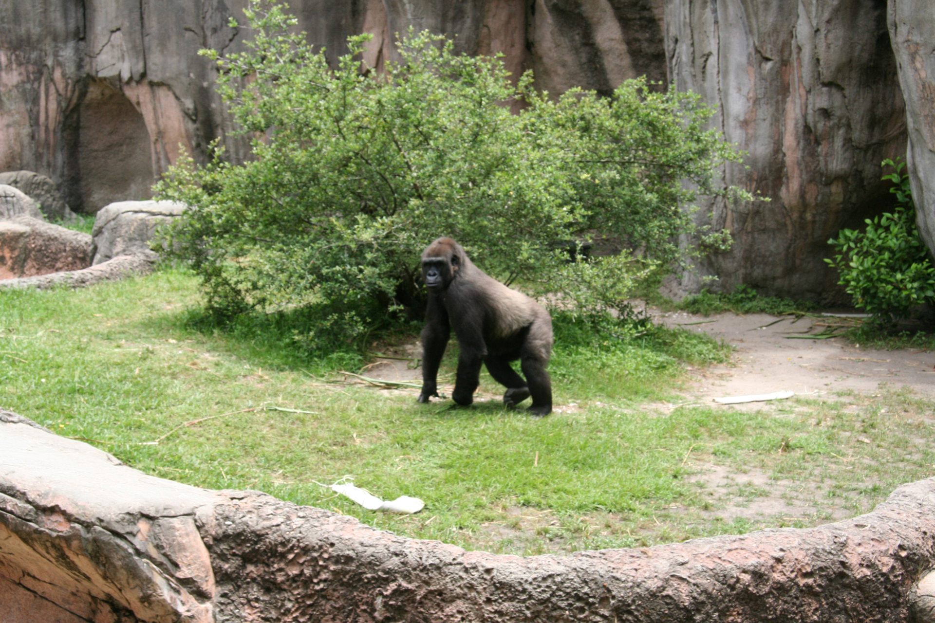 Westliche Flachlandgorillas/Englisch Western Lowland Gorilla
